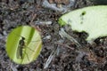 Dark Winged Fungus Gnat, Sciaridae On The Soil. These Are Common Pests That Damage Plant Roots, Are Common Pests Of Ornam