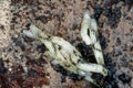 Dark winged fungus gnat, Sciaridae on the soil. These are common pests that damage plant roots, are common pests of ornam Royalty Free Stock Photo