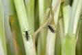 Adult of Dark-winged fungus gnat, Sciaridae on the soil. These are common pests that damage plant roots, are common pests of ornam