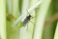 Adult of Dark-winged fungus gnat, Sciaridae on the soil. These are common pests that damage plant roots, are common pests of ornam