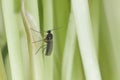 Adult of Dark-winged fungus gnat, Sciaridae on the soil. These are common pests that damage plant roots, are common pests of ornam