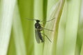 Adult of Dark-winged fungus gnat, Sciaridae on the soil. These are common pests that damage plant roots, are common pests of ornam