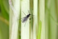 Adult of Dark-winged fungus gnat, Sciaridae on the soil. These are common pests that damage plant roots, are common pests of ornam Royalty Free Stock Photo