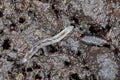 Larva of Dark winged fungus gnat, Sciaridae on the soil. These are common pests that damage plant roots, are common pests of ornam Royalty Free Stock Photo