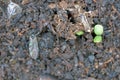 Adult of Dark-winged fungus gnat, Sciaridae on the soil. These are common pests that damage plant roots, are common pests of ornam