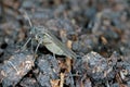 Adult of Dark-winged fungus gnat, Sciaridae on the soil. These are common pests that damage plant roots, are common pests of ornam Royalty Free Stock Photo