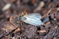 Adult of Dark-winged fungus gnat, Sciaridae on the soil. These are common pests that damage plant roots, are common pests of ornam Royalty Free Stock Photo