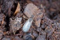 Adult Of Dark-winged Fungus Gnat, Sciaridae On The Soil. These Are Common Pests That Damage Plant Roots, Are Common Pests Of Ornam