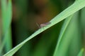 Adult of Dark-winged fungus gnat, Sciaridae on the soil. These are common pests that damage plant roots, are common pests of ornam