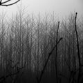 Dark winter foggy landscape with trees