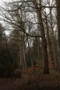 Dark Winter Forest Tree Scene After Autumn Fall Royalty Free Stock Photo