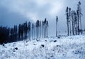 Dark winter snowy after calamitous forest Royalty Free Stock Photo