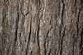 Dry dark tree bark