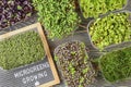 On a dark wooden background, boxes with microgreens of red basil, Allium ramosum, Sorrel, Cabbage, Mustard, Broccoli