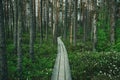 dark wooden footpath boardwalk in the bog swamp area