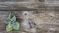 Grunge wooden surface with frost greenery, flat lay, background for text Royalty Free Stock Photo
