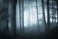 Dark woods with blue fog and tree silhouettes