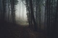 Dark woods Royalty Free Stock Photo