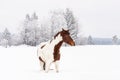 Dark wrown and white horse slovak warmblood breed stands on snow field in winter, blurred trees background Royalty Free Stock Photo