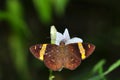 Dark Yellow-banded Flat butterfly