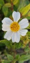 Dark yellow daisy center Royalty Free Stock Photo