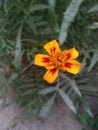 Dark yellow flower with dark red centric patches on petals