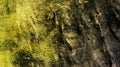 Dark yellow murky green color mixture effects abstract textured background wallpaper vector illustration.