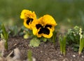 Dark yellow, oak colored pansy flower. Royalty Free Stock Photo