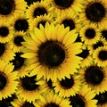 Dark yellow Sunflower petals