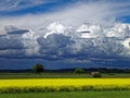 Darkened sky by towering clouds and yellow blooming countryside contrast Royalty Free Stock Photo