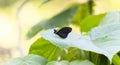 A Darkened White, Pereute charops, ssp. nigricans, butterfly, black and yellow in color, perched on a vibrant green leaf in Mexico Royalty Free Stock Photo