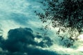 Darker black cloud white and blue sky and with trees leaves stalked, Monsoon season