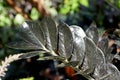 The darker color of Zamioculcas Zamiifolia Aroid `Dowon`, also known as ZZ plant Royalty Free Stock Photo