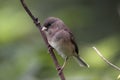 Darkeyed Junco Royalty Free Stock Photo