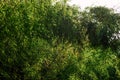 Darkish thicket of bamboo with leaves Royalty Free Stock Photo