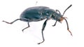 Darkling beetle. Royalty Free Stock Photo