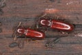 Darkling Beetle (Corticeus unicolor, Hypophloeus unicolor, Hypophloeus castaneus), beetles on wood