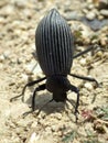 Darkling Beetle with its butt up at Ensign Peak Utah.