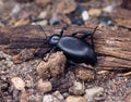 Darkling Beetle Or Eleodes Pecies