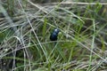 Darkling beetle. Family tenebrionidae. Black bug, insect in a grass Royalty Free Stock Photo