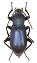 Darkling Beetle Helops on white Background Royalty Free Stock Photo