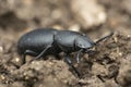 Darkling beetle macro shot, Tenebrionidae species, Satara Royalty Free Stock Photo