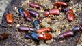 Darkling beetle on rotten wood. Darkling beetle is the common name for members of the beetle family Tenebrionidae Royalty Free Stock Photo