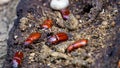 Darkling beetle on rotten wood. Darkling beetle is the common name for members of the beetle family Tenebrionidae Royalty Free Stock Photo