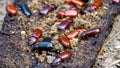 Darkling beetle on rotten wood. Darkling beetle is the common name for members of the beetle family Tenebrionidae Royalty Free Stock Photo