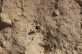 Darkling beetle runs in the sand Royalty Free Stock Photo