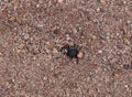 Darkling beetle runs in the desert