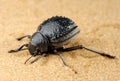 Darkling beetle on the sand Royalty Free Stock Photo