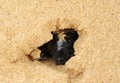 Darkling beetle in the sand Royalty Free Stock Photo