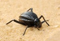 Darkling beetle on the sand Royalty Free Stock Photo